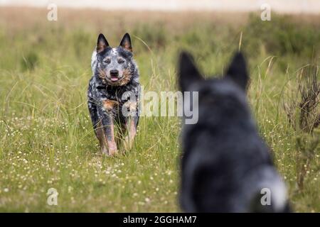 Zwei australische Rinderhunde (Blue Heeler) stehen auf einem Feld gegenüber Stockfoto