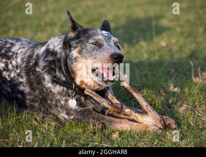 Junger australischer Rinderhund (blauer Heeler), der auf dem Gras liegt und einen Stock kaut Stockfoto