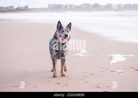 Junger Australischer Rinderhund (Blue Heeler), der am Strand steht und glücklich und interessiert aussieht Stockfoto
