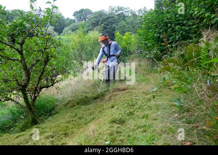 Asian Mann trägt Sicherheitsmaske mit Strimmer zu strim Schnitt mähen lange Wiese um Apfelbäume im Sommer Obstgarten August 2021 Wales UK KATHY DEWITT Stockfoto