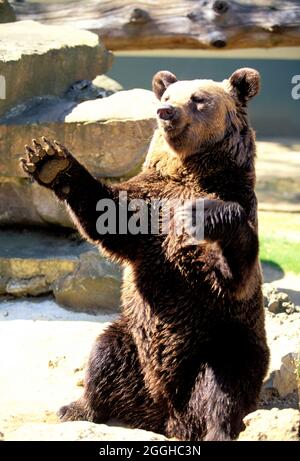 FRANKREICH. SARTHE (72) LA FLECHE, ZOO TERTRE-ROUGE. EIN BÄR Stockfoto