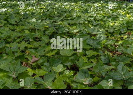 Hintergrundbild von Efeublättern in Bodenhöhe. Naturhintergrundbild Stockfoto