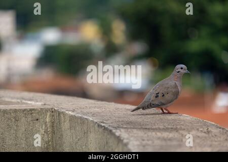 Kleine Taube, die auf einem Vorsprung auf einem Gebäude thront. Stockfoto