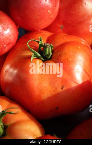 Leuchtend rote Sommertomaten, die auf dem grünen Gras liegen. Stockfoto