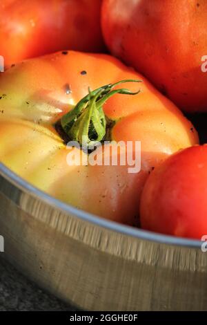Leuchtend rote Sommertomaten, die auf dem grünen Gras liegen. Stockfoto