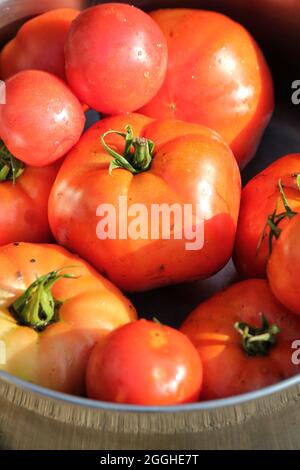 Leuchtend rote Sommertomaten, die auf dem grünen Gras liegen. Stockfoto