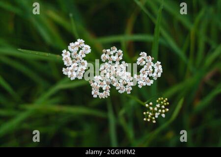 Achillea millefolium, Schafgarbe weiße Blüten Stockfoto