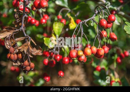 Crataegus monogyna gemeiner Weißdorn mit roten Beeren Stockfoto