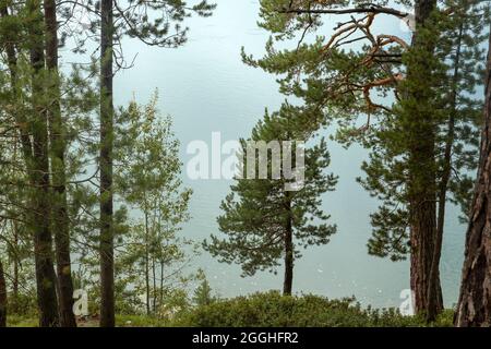 Pinus sylvestris, bekannt als europäische rote Kiefern, die am Ufer eines Bergsees wachsen Stockfoto