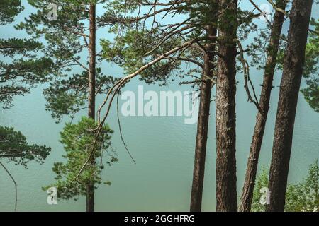 Pinus sylvestris ist als europäische rote Kiefern am Ufer eines Sees bekannt Stockfoto