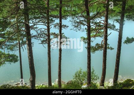 Pinus sylvestris, bekannt als europäische rote Kiefern am Ufer des Engolasters-Sees in den Andorra-Pyrenäen Stockfoto