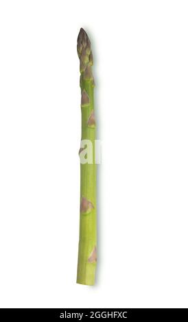 Spargel isoliert auf weißem Hintergrund mit Schatten, vertikale Ausrichtung Stockfoto