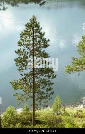 Pinus sylvestris, bekannt als europäische rote Kiefer, die am Ufer eines Bergsees wächst Stockfoto