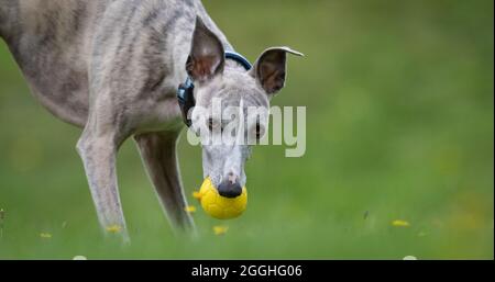 Whippet Hund trainieren in einem Garten. Stockfoto