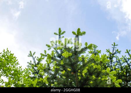 Abies albar klopft als Silbertanne Nadelbaum neues frisches grünes nadelähnliches Laub Stockfoto