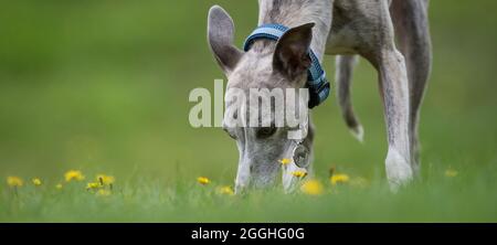 Whippet Hund trainieren in einem Garten. Stockfoto