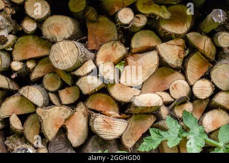 Trockenes, gehacktes Brennholz, in einem Holzhaufen gestapelt Stockfoto