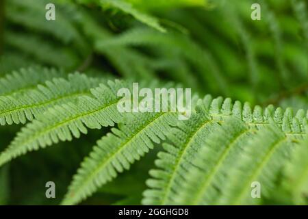 Athyrium filix-femina Lady Farn frische grüne Wedel aus nächster Nähe Stockfoto