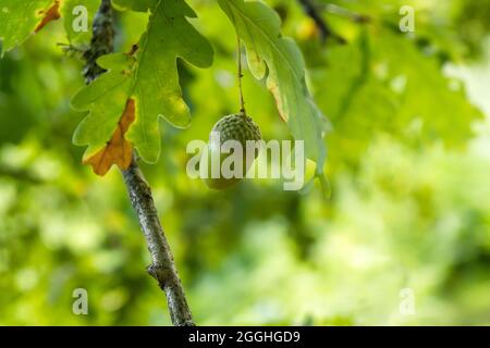 Quercus robur oder Eichel aus nächster Nähe Stockfoto