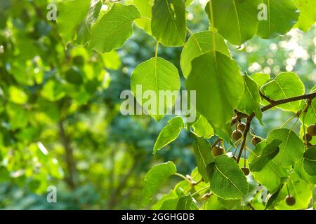 Europäische wilde Birne Baum frische grüne Blätter Detail Stockfoto