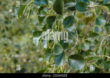 Alnus glutinosa Europäische schwarze Erle grüne Kätzchen und Blätter Stockfoto