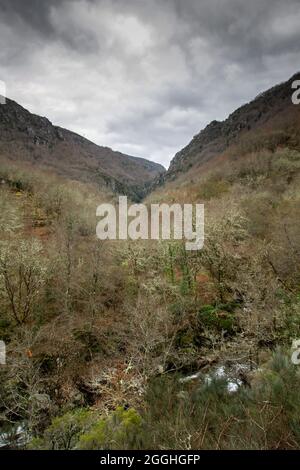 Atlantischer Wald im Mao River Canyon, Ribeira Sacra, Galicien, Spanien Stockfoto