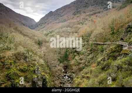 Atlantischer Wald mit Holzsteg im Mao River Canyon, Ribeira Sacra, Galicien, Spanien Stockfoto