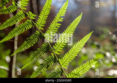 Männlicher Farn, Dryopteris filix-Mas grüne Wedel mit Sori auf der Blattunterseite Stockfoto