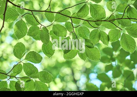 Detail von fagus sylvatica oder Buche frisches grünes Frühlingslaub Stockfoto