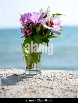 Ein Bouquet von zartem Hibiskus in einem Glas vor dem Hintergrund des Meeres. Stockfoto