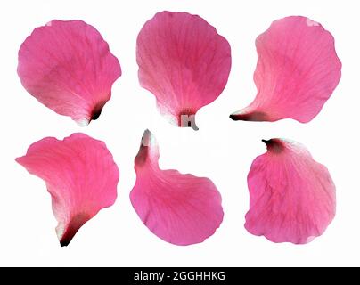 Hibiskusblüte isoliert auf weißem Hintergrund Stockfoto