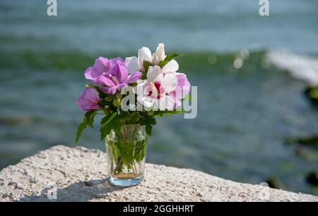 Ein Bouquet von zartem Hibiskus in einem Glas vor dem Hintergrund des Meeres. Stockfoto