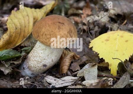 Essbarer Pilz Leccinum pseudoscabrum im Laubwald. Bekannt als Hazel Bolete. In den Blättern wächst wilder Pilz. Stockfoto