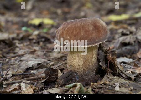 Essbarer Pilz Boletus reticulatus im Laubwald. Bekannt als Sommer-cep. In den Blättern wächst wilder Pilz. Stockfoto