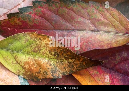 Detail von Parthenocissus quinquefolia oder Virginia kriechende herbstlich gefallene Blätter, bunte Laubblätter aus der Nähe, Draufsicht Stockfoto