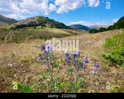 Violett-blaue Distel an einem sonnigen Sommertag, in voller Blüte auf den Almen. Abruzzen Nationalpark, Godi Pass Stockfoto