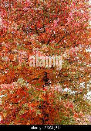 Quercus palustris Nadeleiche typisch herbstliches buntes Laub Stockfoto