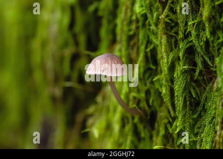 Kleine mycena mushroon wächst auf einem Baumstamm von grünem Moos bedeckt, Natur-und Umweltkonzept, kopieren Raum Stockfoto