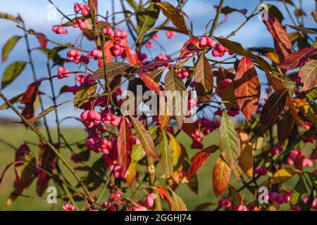 Euonymus europaeus Europäische spindeltiefe pingelfarbene Samenkapseln und buntes Herbstlaub Stockfoto