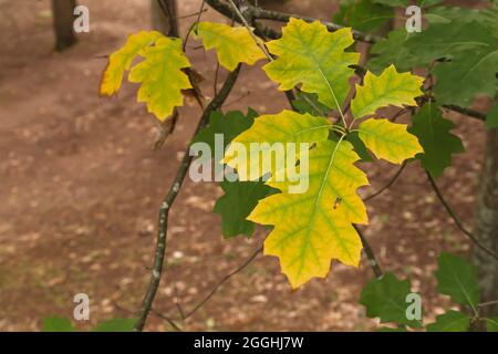 Quercus rubra Herbstblätter aus nächster Nähe Stockfoto