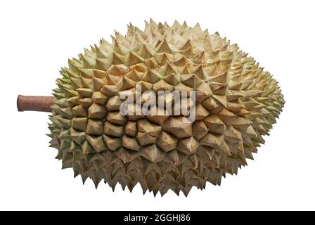 Durian Frucht isoliert auf weißem Hintergrund Stockfoto
