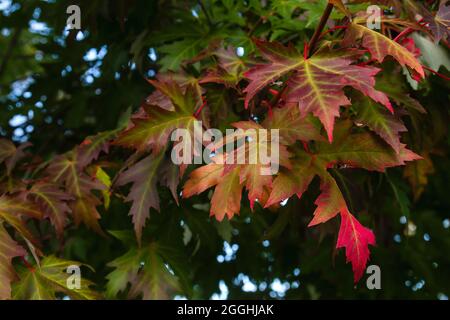 Acer saccharinum Silber Ahorn Herbstlaub Stockfoto