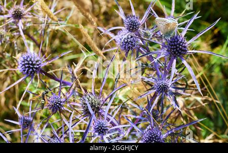 Violett-blaue Distel an einem sonnigen Sommertag, in voller Blüte auf den Almen. Abruzzen Nationalpark, Godi Pass Stockfoto