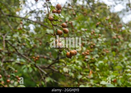 Pyrus cordata bekannt als Plymouth Birne wilden Baum Früchte Stockfoto