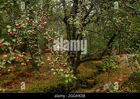 Pyrus cordata bekannt als Plymouth Birne wilden Baum mit Früchten Stockfoto