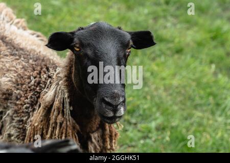 Das schwarze Gesicht des Schafes schaut in die Kamera. Grün verschwommenes Gras im Hintergrund. Eine Alm. Das Konzept der Tierhaltung Stockfoto
