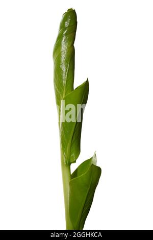 Junge Zamioculcas isoliert auf weißem Hintergrund (Sansibar Gem, ZZ Pflanze, Zuzu Pflanze, aroide Palme), Haus Pflanze. Stockfoto