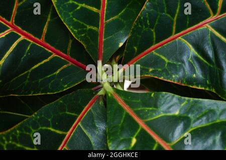 Bunte exotische tropische Blätter als Hintergrund. Minimales sommerliches exotisches Konzept mit Kopierplatz. Grenzregelung. Stockfoto
