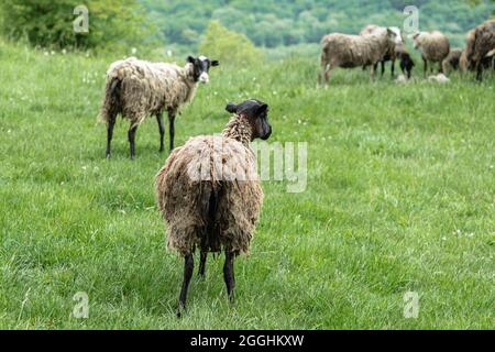 Ein Schaf mit schlammigem Haar steht mit dem Rücken zur Kamera. Grünes Gras und andere Schafe sind im Hintergrund. Eine Alm. Das Konzept der Anim Stockfoto