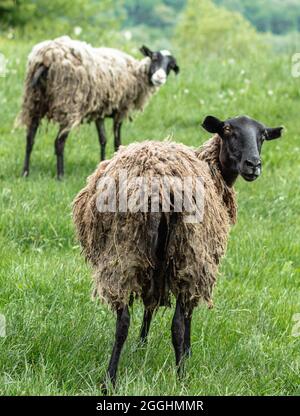 Ein schwarzes Schaf mit schlammigem Haar steht mit dem Rücken zur Kamera und schaut hinein. Im Hintergrund ist grünes Gras und ein weiteres Schaf. Das Konzept von Stockfoto